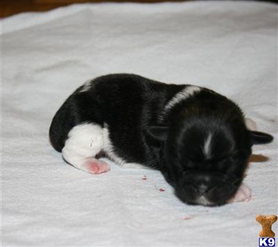 Shih Tzu Puppies in TX