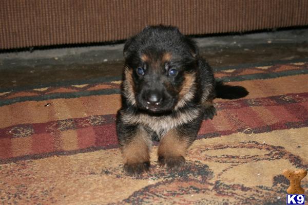 German Shepherd Puppies in TX