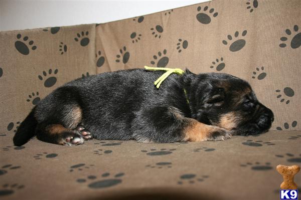 German Shepherd Puppies in TX