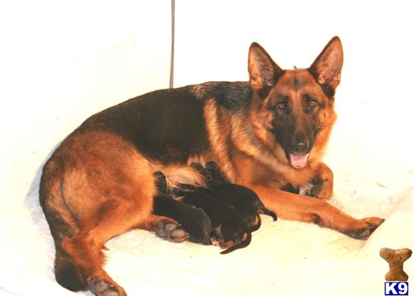 German Shepherd Puppies in TX