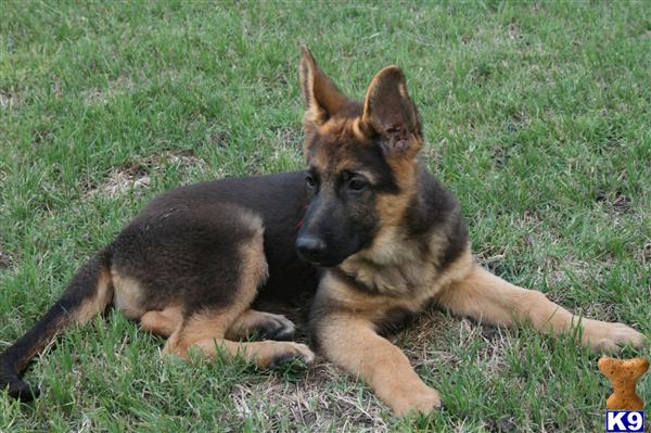 German Shepherd Puppies in TX