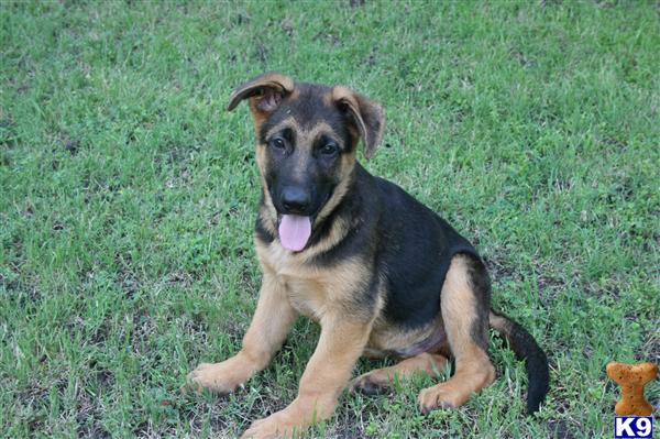 German Shepherd Puppies in TX