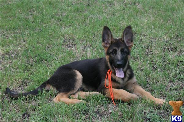 German Shepherd Puppies in TX