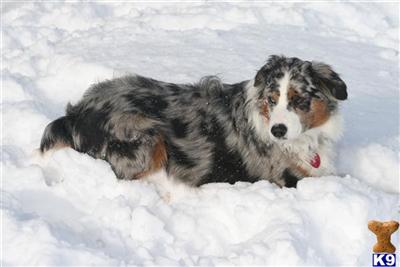 Stud Dogs - Miniature Australian Shepherd