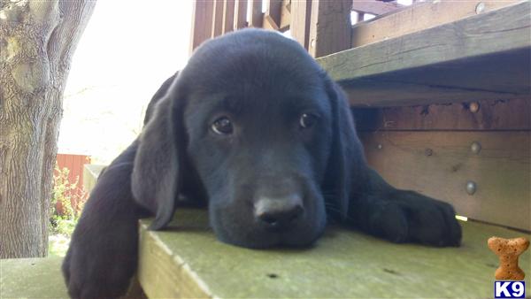 Puppies in Manistee