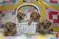 Goldendoodles