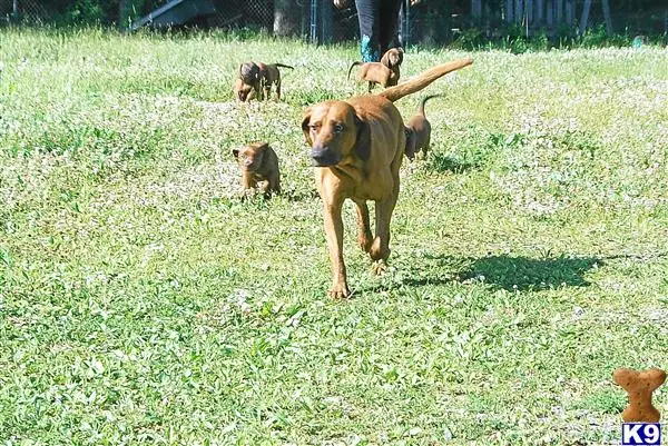 Redbone Coonhound puppy for sale
