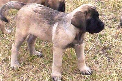 Mastiff Puppies in TX
