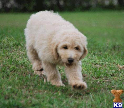 Puppies in Loxahatchee