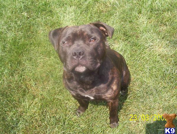 Stud Dogs - Staffordshire Bull Terrier