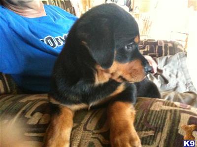 Rottweiler Puppies for Sale