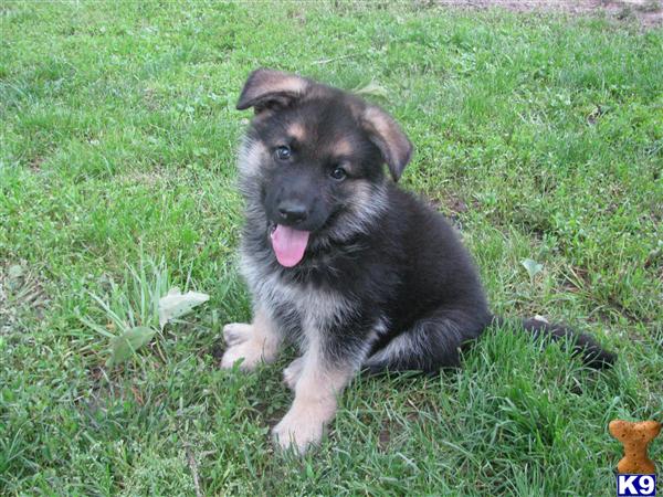 Puppies in Jefferson city
