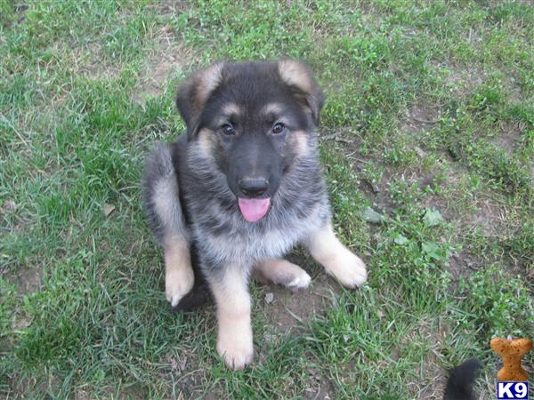 Puppies in Jefferson city