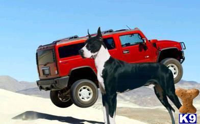 Stud Dogs - Great Dane