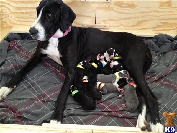 Puppies in Fontana