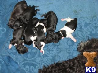 Havanese Puppies for Sale