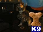 Puppies in Fresno