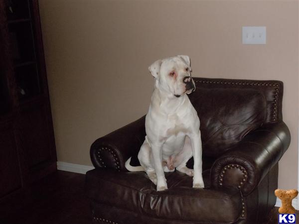 Stud Dogs - American Bulldog