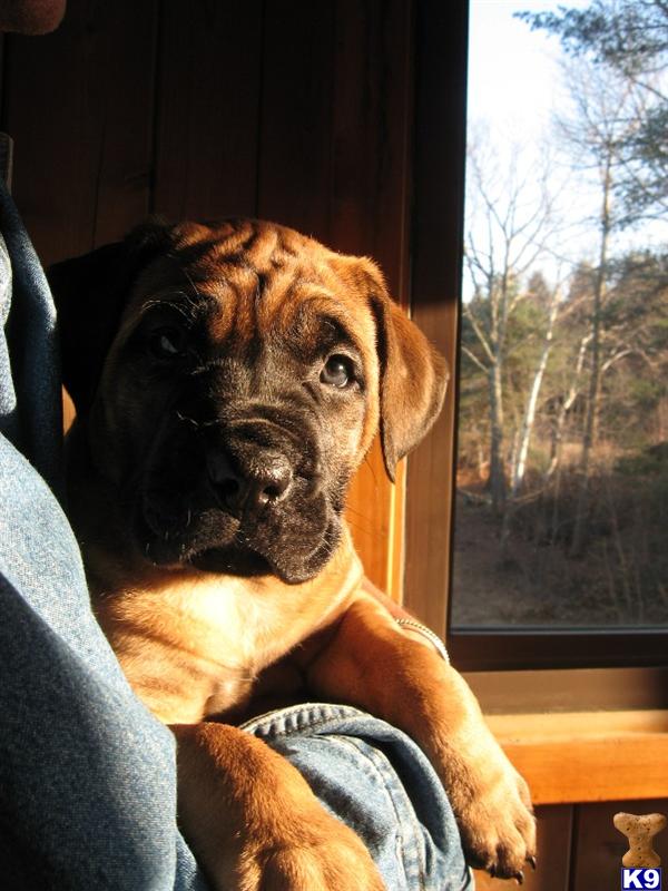 Puppies in NH