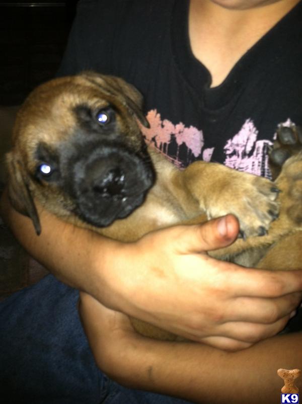 Mastiff Puppies