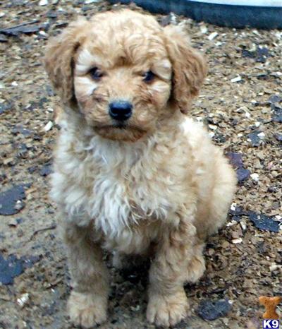 Hypoallergenic Dogs