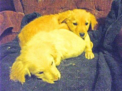 Puppies in NJ