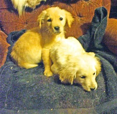 Puppies in NJ