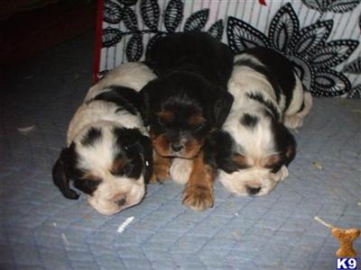 Puppies in NJ