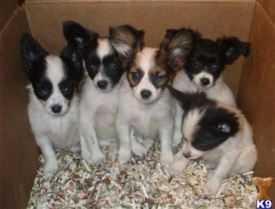 Puppies in NJ