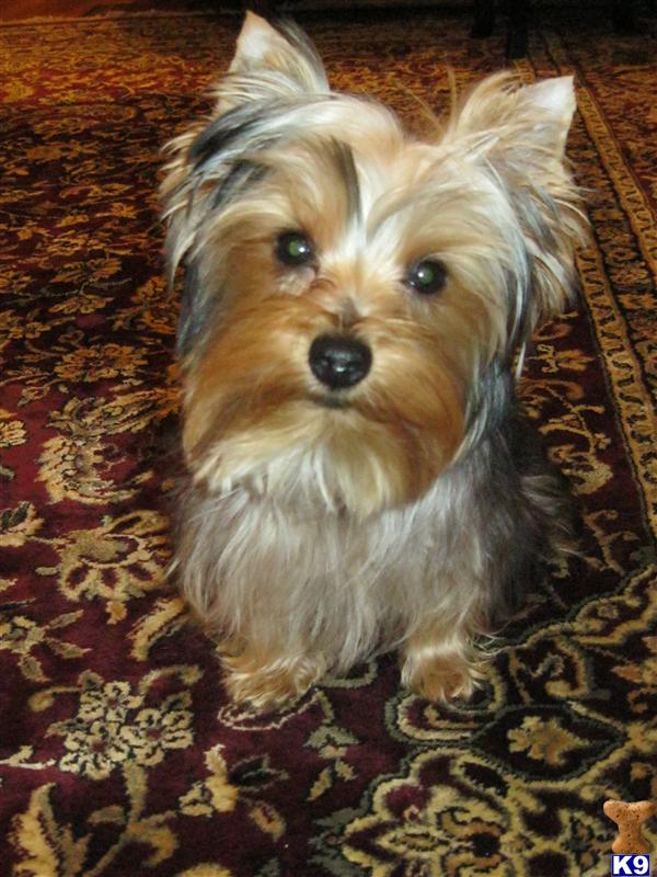 Dogs for Sale in CA