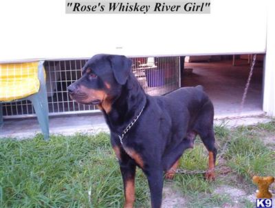 Rottweiler Puppies in FL