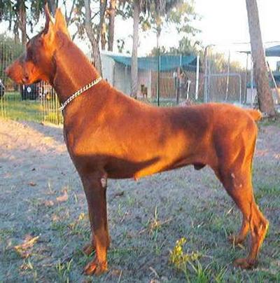 Doberman Pinscher Puppies in FL