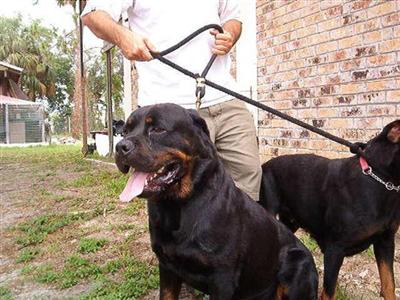 Stud Dogs - Rottweiler