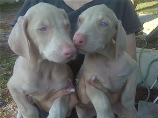 Doberman Pinscher Puppies in FL