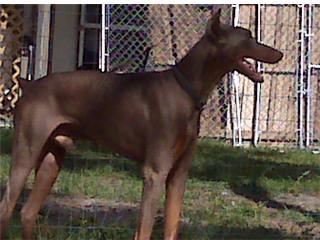 Stud Dogs in FL
