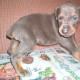 Doberman Pinscher Puppies in FL