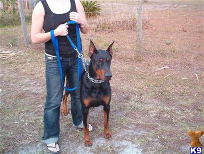 Stud Dogs in SC