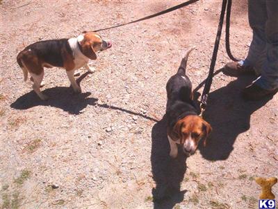 Dogs - Beagle