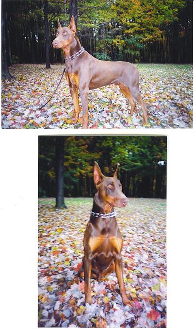 Stud Dogs - Doberman Pinscher