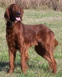 Dogs for Sale in MO