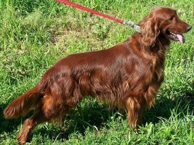 Dogs for Sale in MO