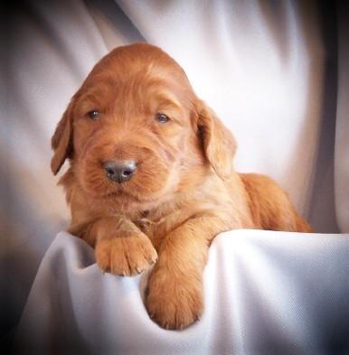 Irish Setter Puppies for Sale