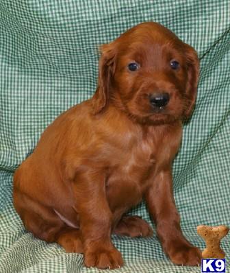 Irish Setter Puppies for Sale