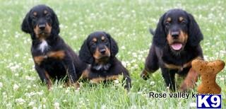 Puppies in Excelsior springs