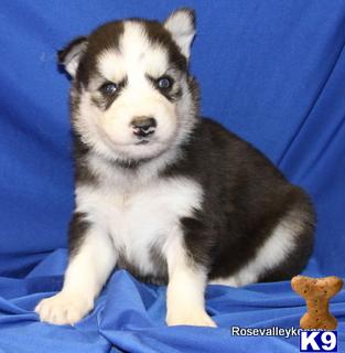Puppies in Excelsior springs