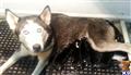 Siberian Husky