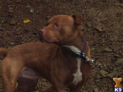 Stud Dogs in KY