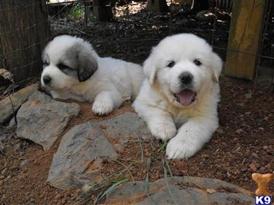 Great Pyrenees Puppies for Sale