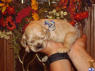 American Cocker Spaniel Puppies for Sale