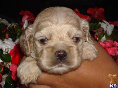 American Cocker Spaniel Puppies for Sale